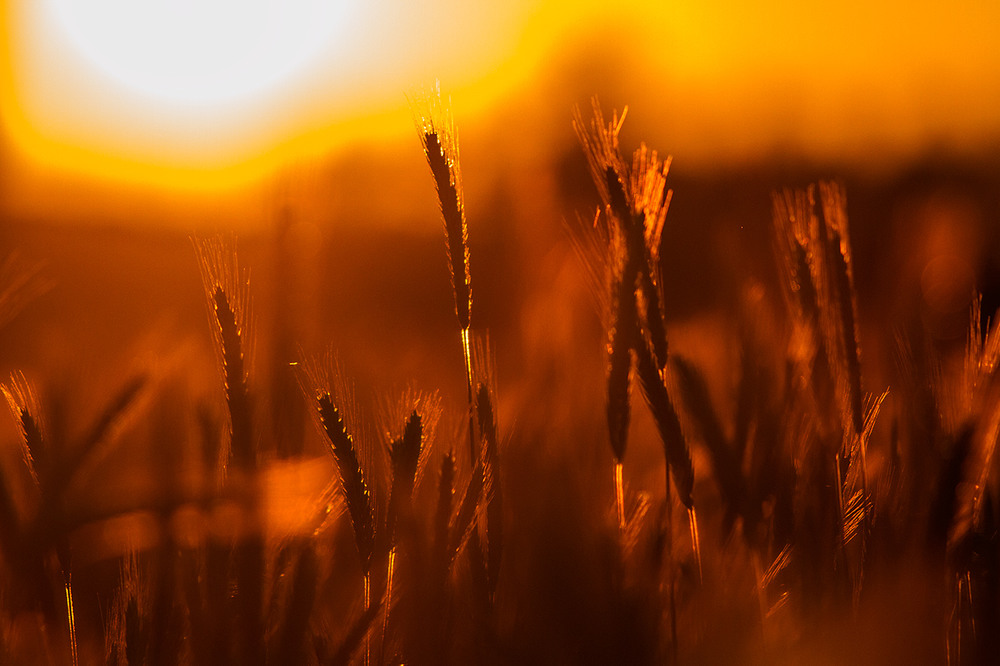 Фотографія ...жито... / Ігор Гвоздецький / photographers.ua