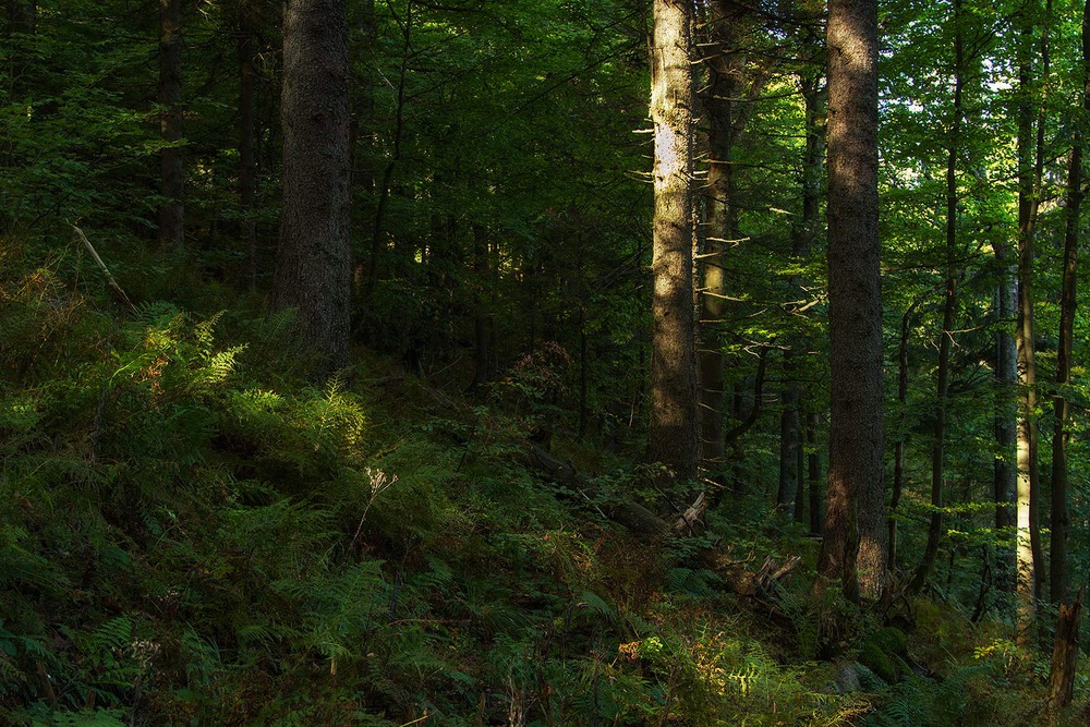 Фотографія приполонинний смерековий ліс на світанку... / Ігор Гвоздецький / photographers.ua