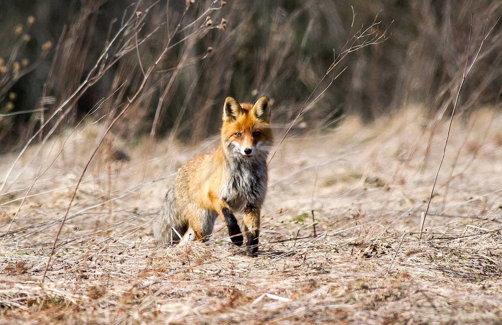 Фотографія і лисовин гуляє сам по собі, і тільки весною з лисков... / Ігор Гвоздецький / photographers.ua
