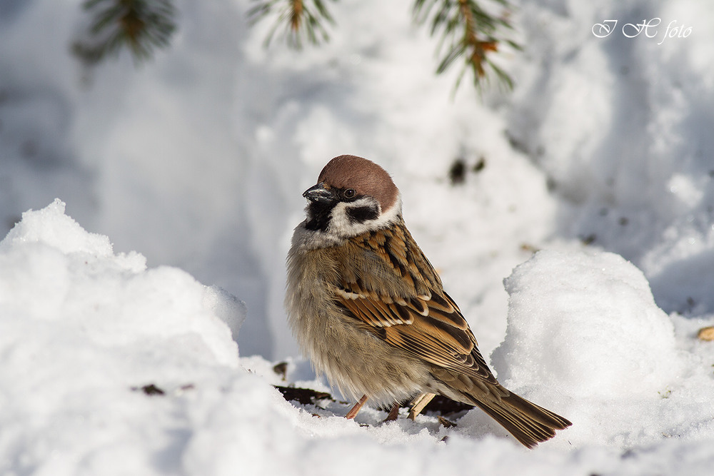 Фотографія Горобець польовий - Eurasian tree sparrow (Passer montanus) / Ігор Гвоздецький / photographers.ua