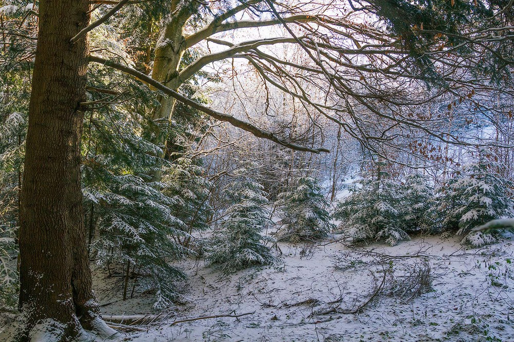 Фотографія ...зимова казка Карпатського лісу... / Ігор Гвоздецький / photographers.ua