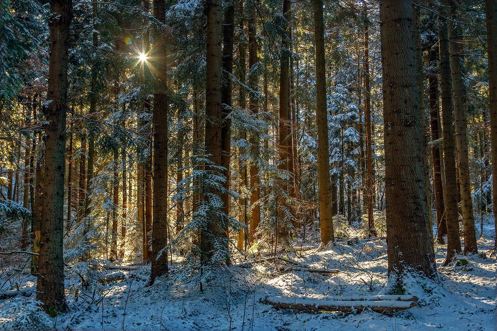 Фотографія ...лісова зима... / Ігор Гвоздецький / photographers.ua