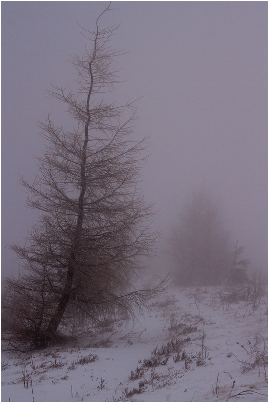 Фотографія ...сніговий шторм... / Ігор Гвоздецький / photographers.ua
