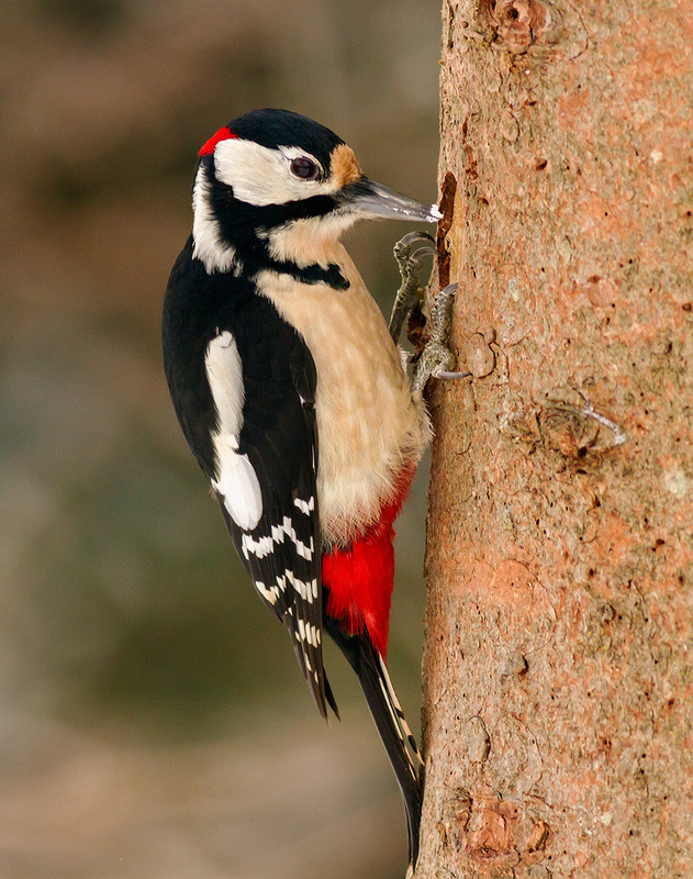 Фотографія Great spotted woodpecker (Dendrocopos mayor) / Ігор Гвоздецький / photographers.ua