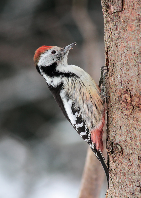 Фотографія Middle spotted woodpecker / Ігор Гвоздецький / photographers.ua