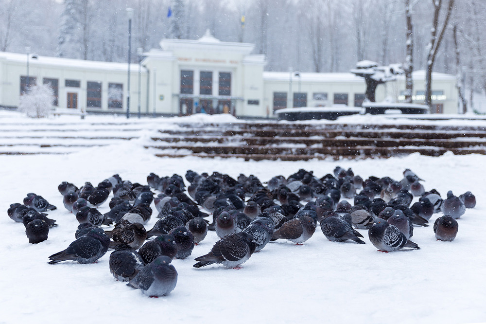Фотографія зима, вона така... / Ігор Гвоздецький / photographers.ua