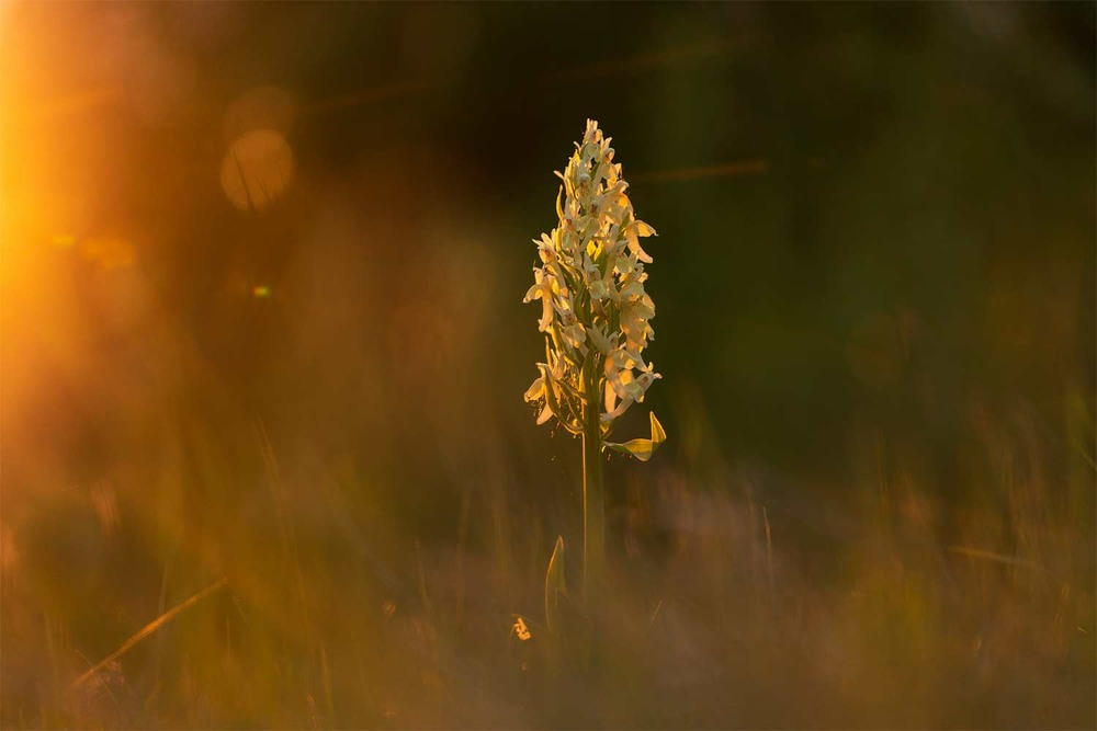 Фотографія Зозульки бузинові - перші орхідеї Карпат / Ігор Гвоздецький / photographers.ua