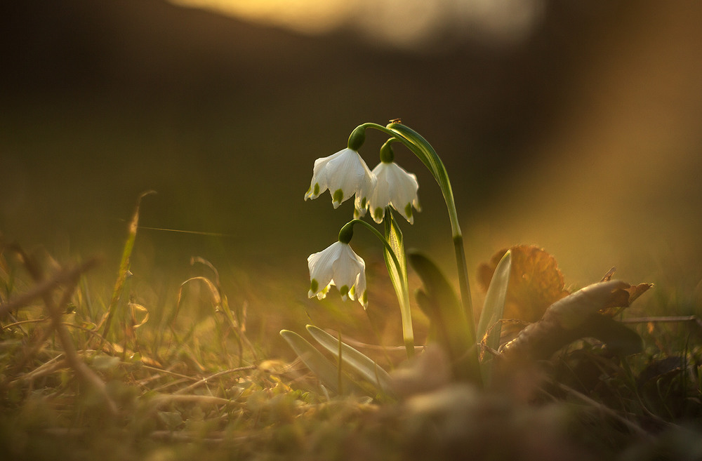 Фотографія ...білоцвіт весняний (Leucojum vernum)... / Ігор Гвоздецький / photographers.ua
