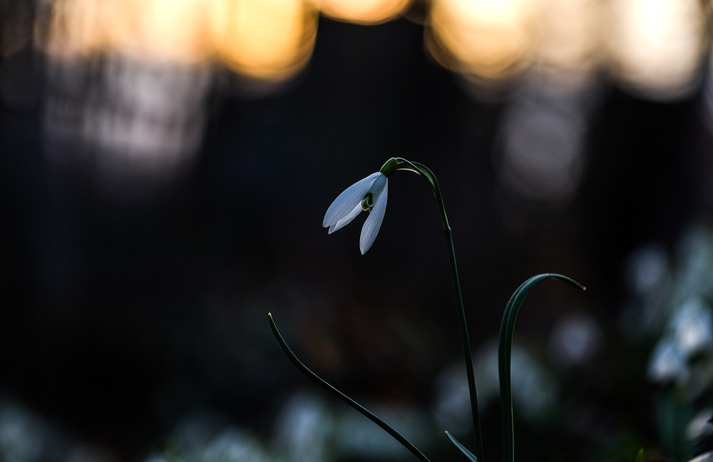 Фотографія ...підсніжник звичайний (Galanthus nivalis)... / Ігор Гвоздецький / photographers.ua