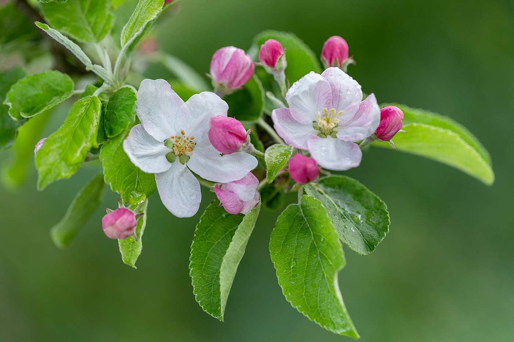 Фотографія ...весняна мить...яблуневого цвіту... / Ігор Гвоздецький / photographers.ua