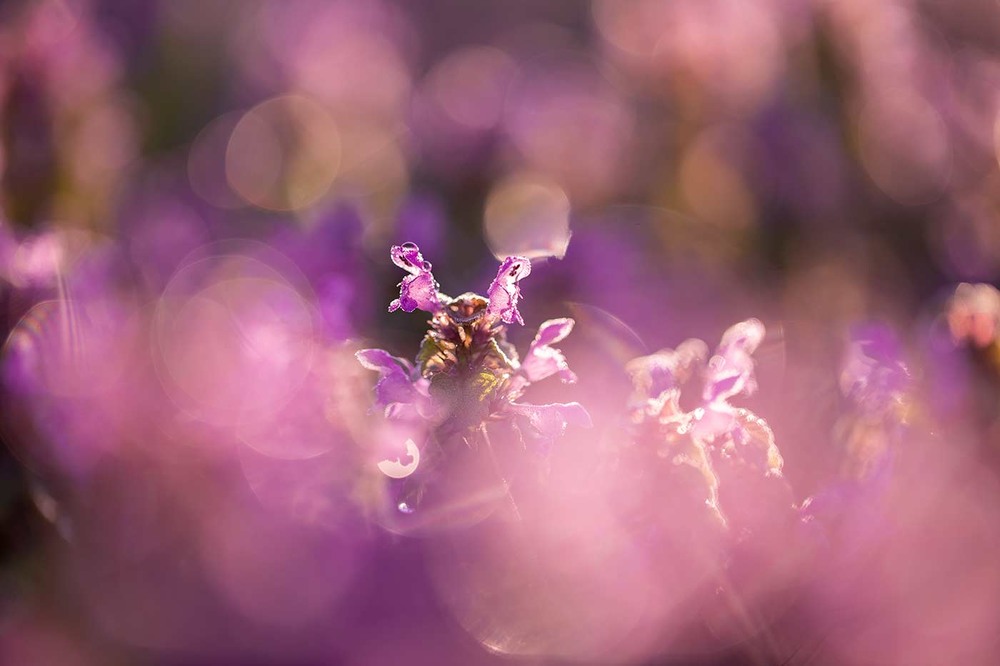 Фотографія Глуха́ кропива́ пурпуро́ва (Lamium purpureum) / Ігор Гвоздецький / photographers.ua