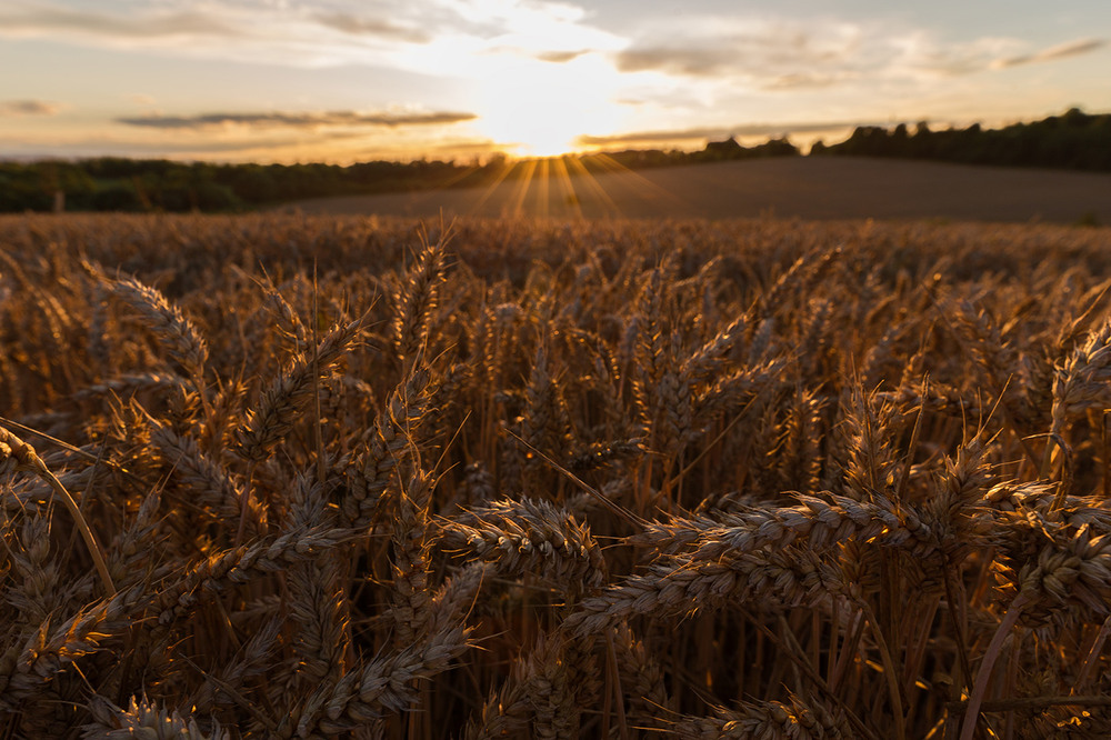 Фотографія Жаркий липень. Час починати жнива. / Ігор Гвоздецький / photographers.ua