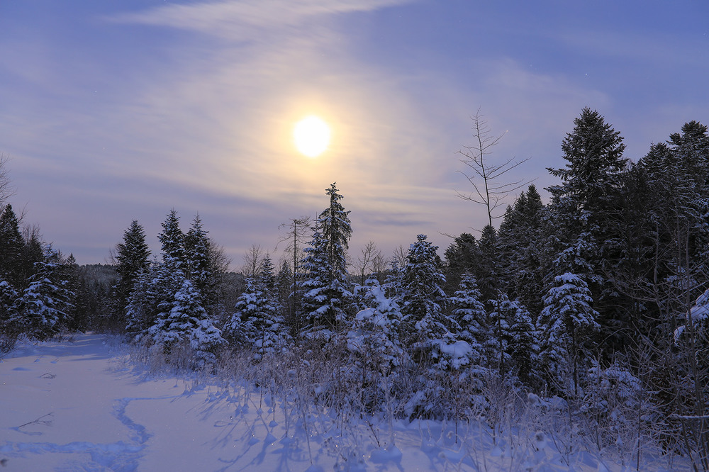 Фотографія ...дуже морозна, місячна, зимова, лісова, Бескидська ніч... / Ігор Гвоздецький / photographers.ua