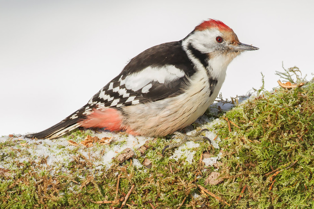 Фотографія Middle spotted woodpecker / Ігор Гвоздецький / photographers.ua
