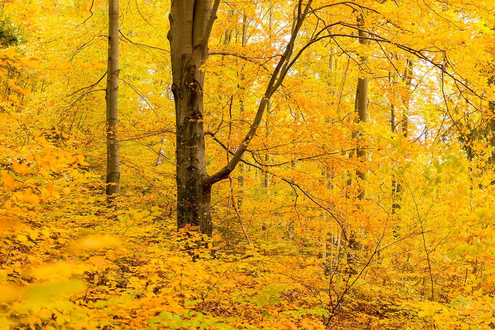 Фотографія букова осінь у Бескидах / Ігор Гвоздецький / photographers.ua