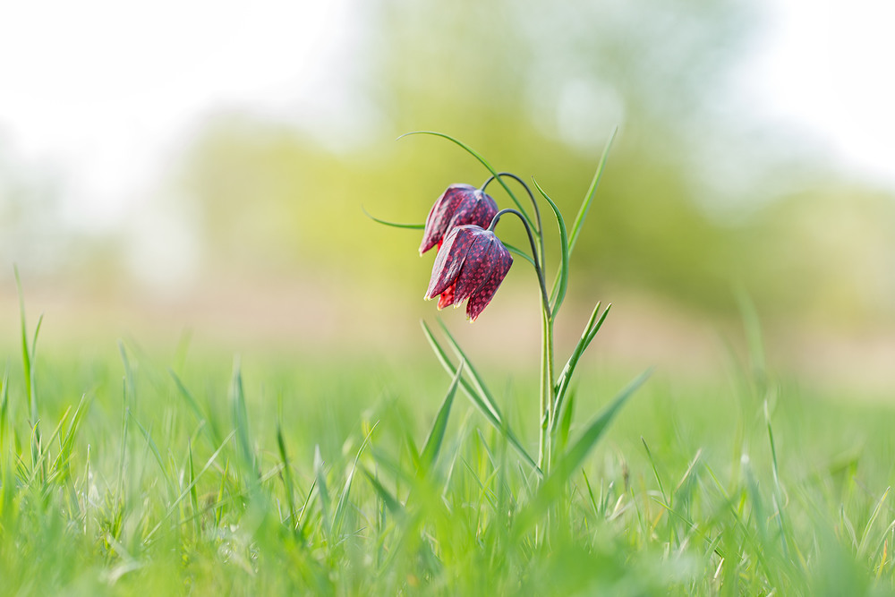 Фотографія Рябчик шаховий (Fritillaria meleagris) / Ігор Гвоздецький / photographers.ua