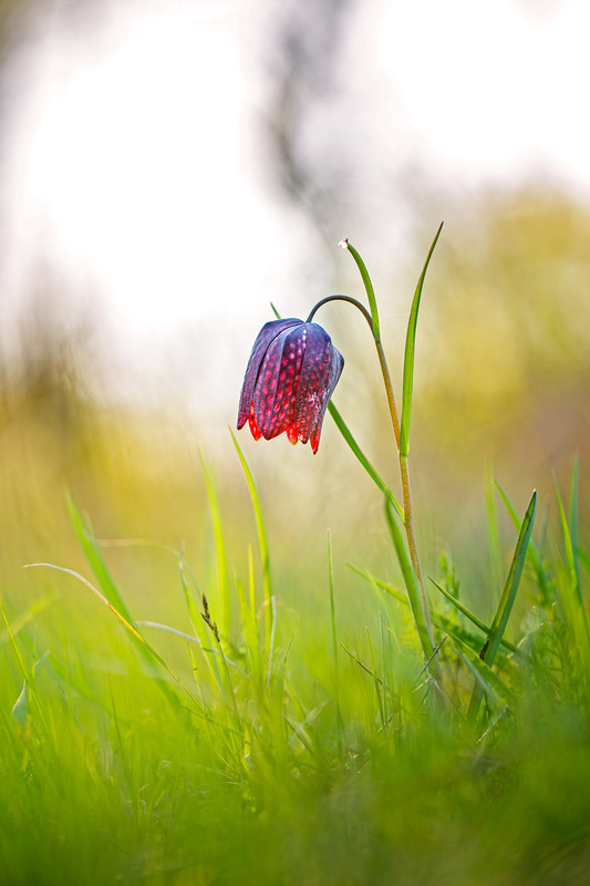 Фотографія Ря́бчик ша́ховий (Fritillaria meleagris L.) / Ігор Гвоздецький / photographers.ua