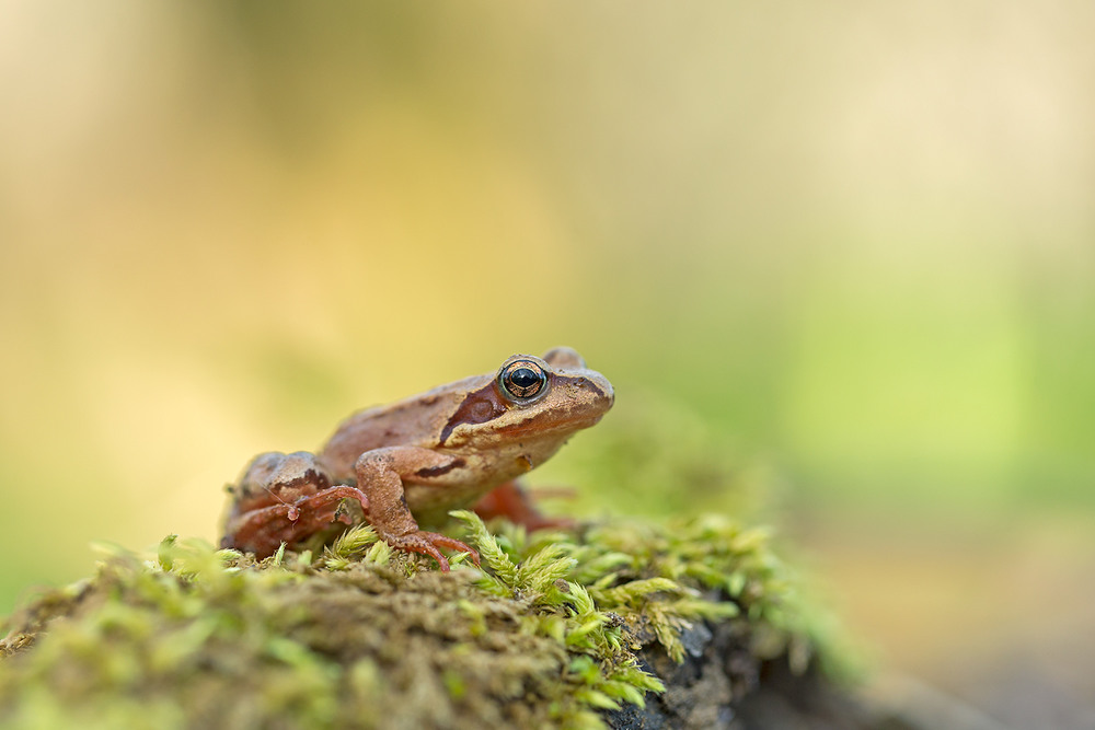 Фотографія ...царівна на жаб'ячому троні... / Ігор Гвоздецький / photographers.ua