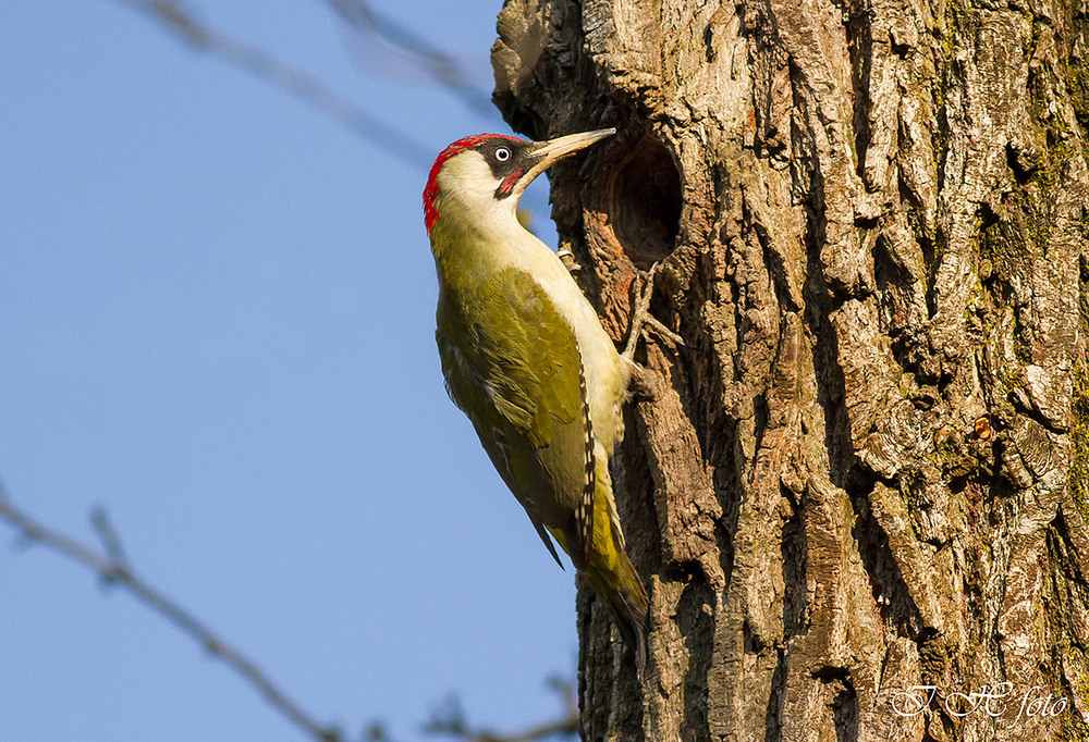 Фотографія Дятел зелений(самець) - European green woodpecker (Picus viridis) / Ігор Гвоздецький / photographers.ua