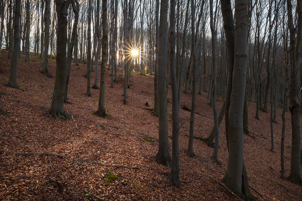 Фотографія ...рідкісне сонце сірого не зимового грудня... / Ігор Гвоздецький / photographers.ua