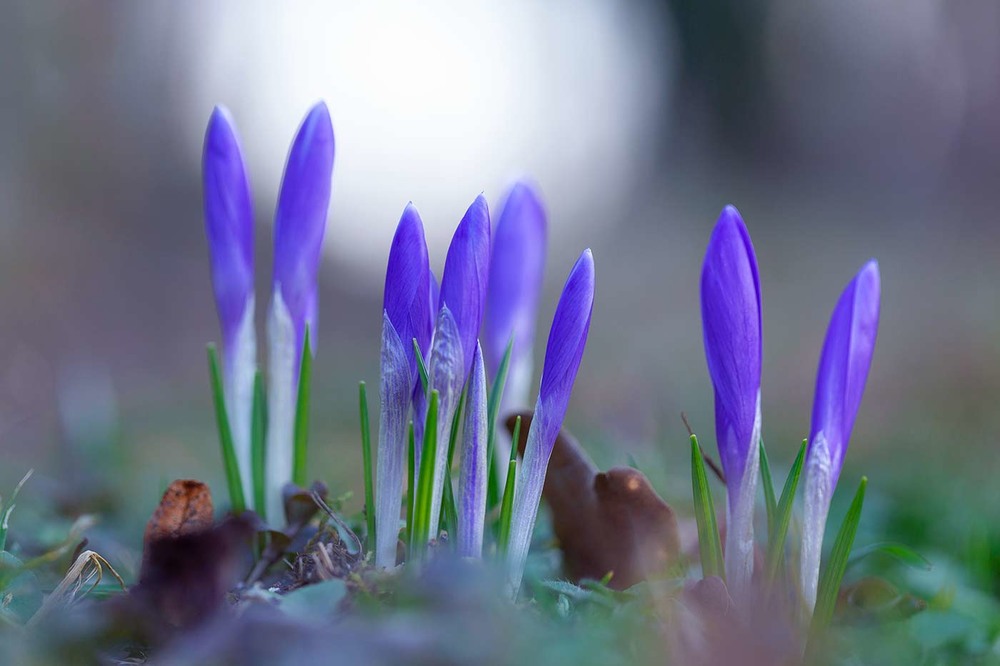 Фотографія ...весна!!!... / Ігор Гвоздецький / photographers.ua