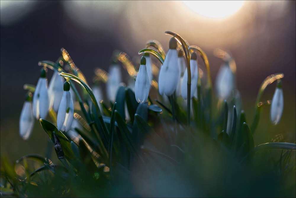 Фотографія Galanthus nivalis / Ігор Гвоздецький / photographers.ua