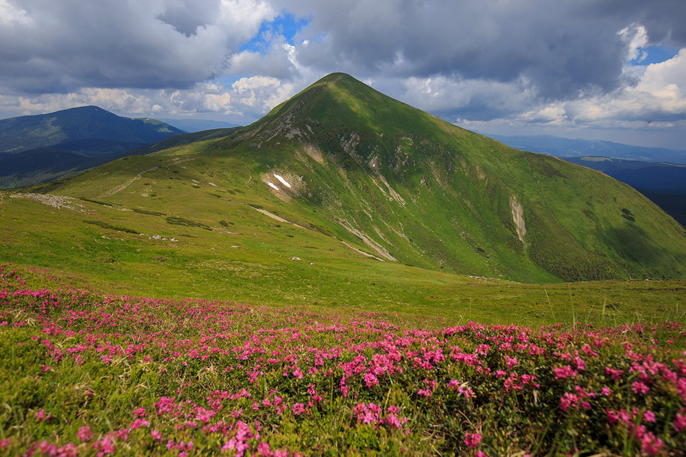 Фотографія Рододендрон карпатський, Кочі, східнокарпатський або миртолистий (Rhododéndron myrtifólium) / Ігор Гвоздецький / photographers.ua