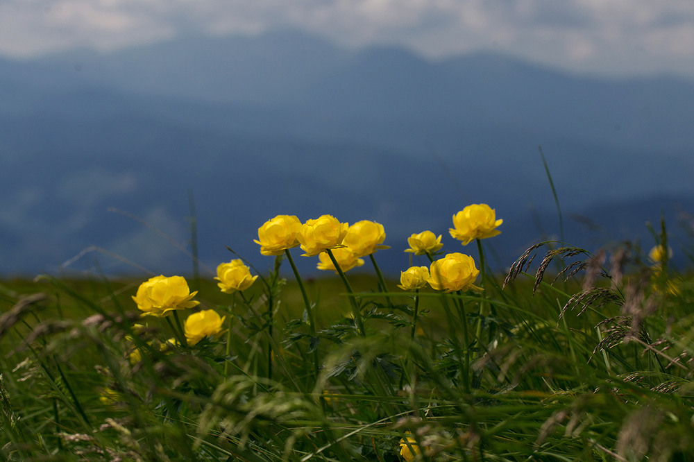 Фотографія Купальниця висока (Trollius altissimus). Карпатський біосферний заповідник / Ігор Гвоздецький / photographers.ua