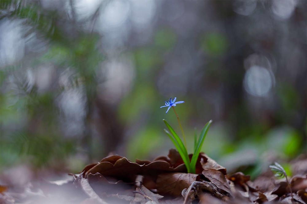 Фотографія ...весна...кенон+геліос.. .такий світ... / Ігор Гвоздецький / photographers.ua
