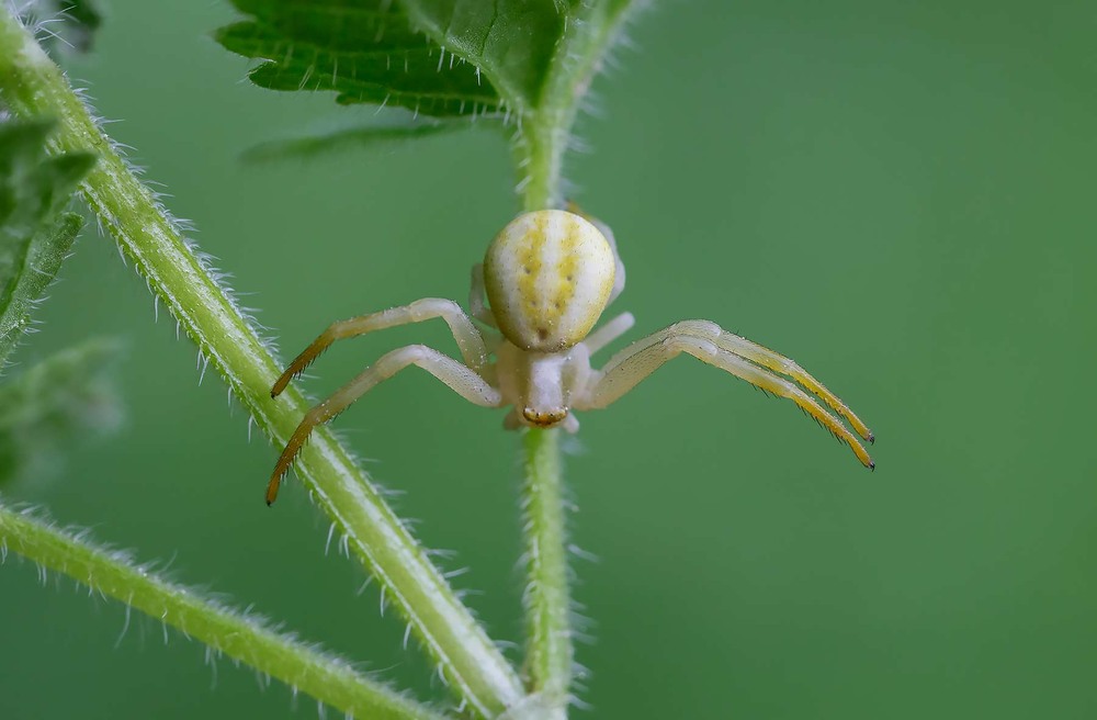 Фотографія Misumena vatia — вид павуків-крабів з великого роду Misumena. / Ігор Гвоздецький / photographers.ua
