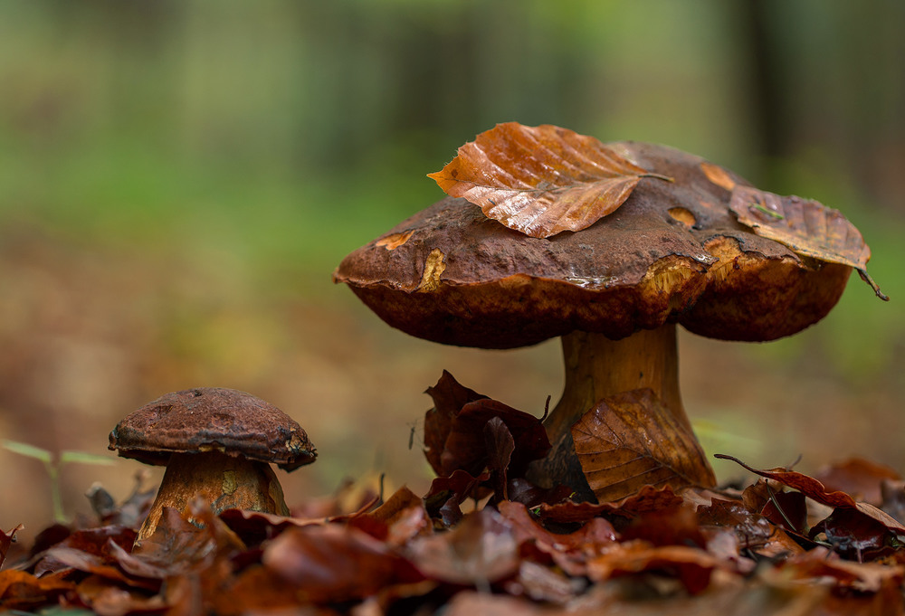 Фотографія ...що то за осінь без грибів?... / Ігор Гвоздецький / photographers.ua