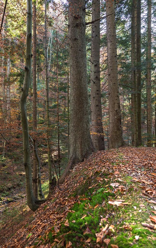 Фотографія ...лісова осінь із Бескид... / Ігор Гвоздецький / photographers.ua
