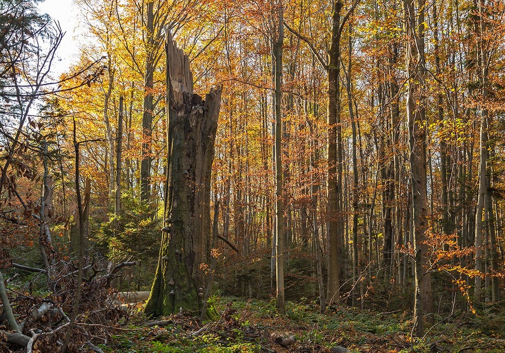 Фотографія ...про: життя букового лісу... / Ігор Гвоздецький / photographers.ua