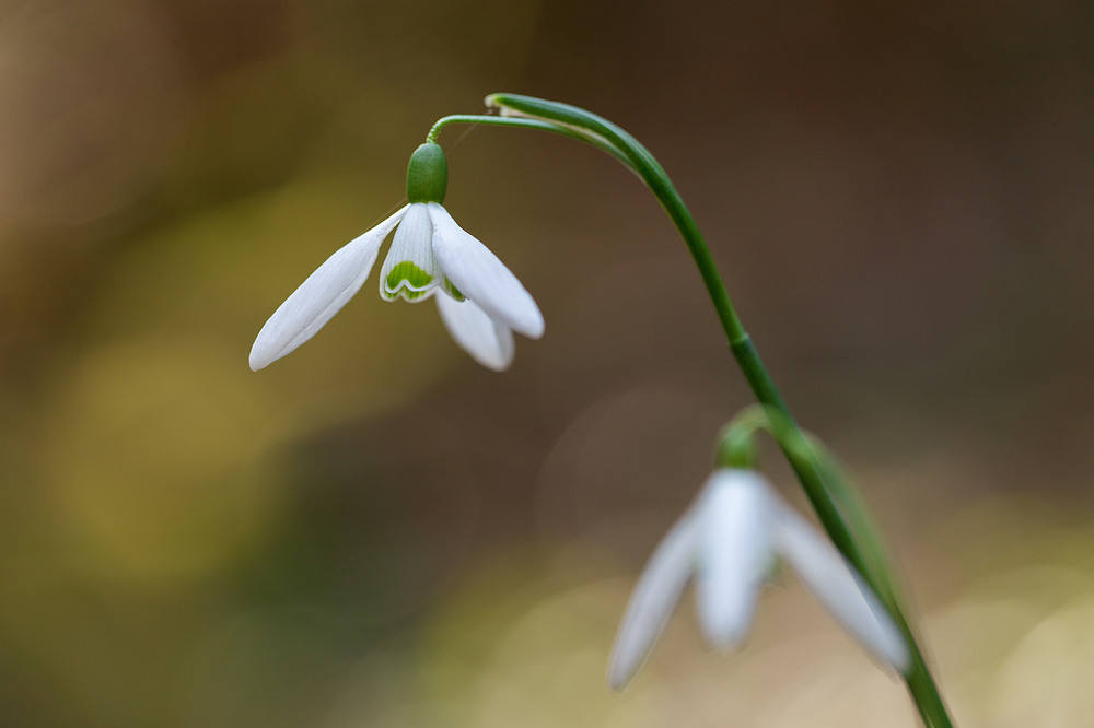 Фотографія Про те, що так швидко минає. Наступні зацвітуть через рік. / Ігор Гвоздецький / photographers.ua