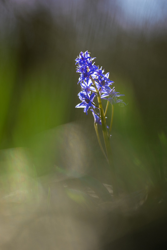 Фотографія Проліски -  блакитні очі весни / Ігор Гвоздецький / photographers.ua