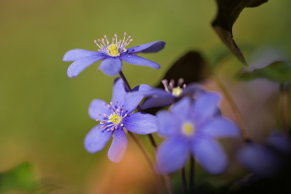 Фотографія Підліски звичайні / Ігор Гвоздецький / photographers.ua
