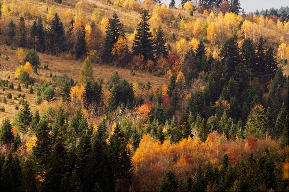 Фотографія ...шматочок лісової осені... / Ігор Гвоздецький / photographers.ua