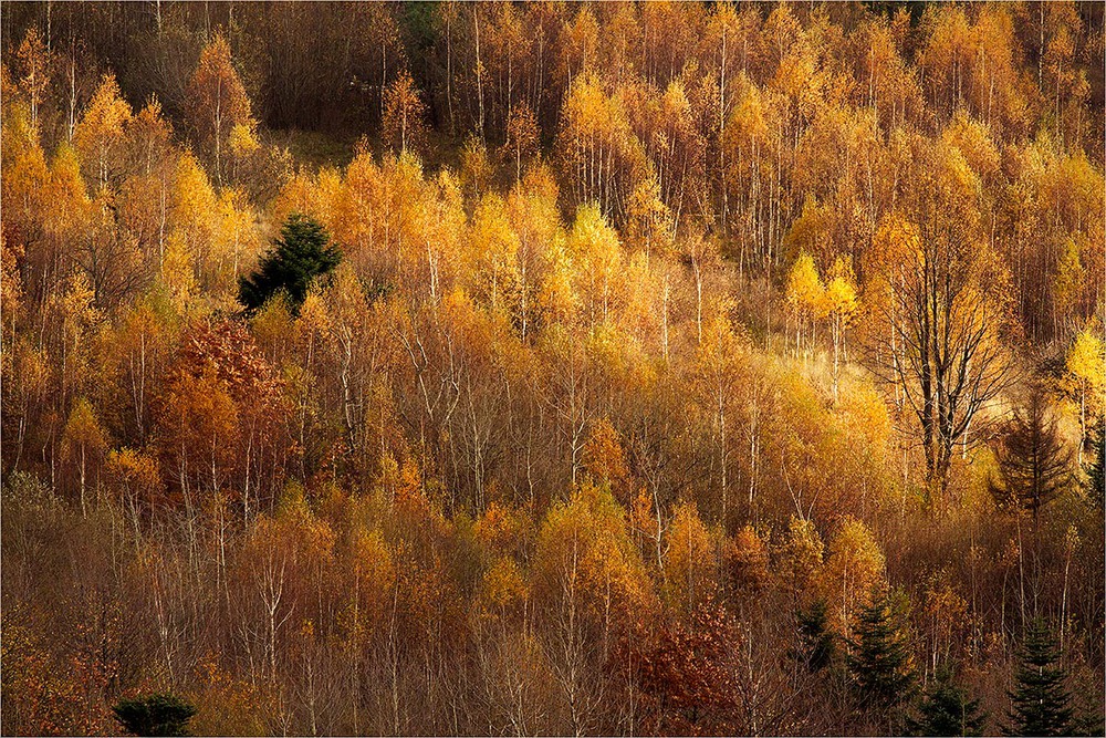 Фотографія ...лісова осінь... / Ігор Гвоздецький / photographers.ua