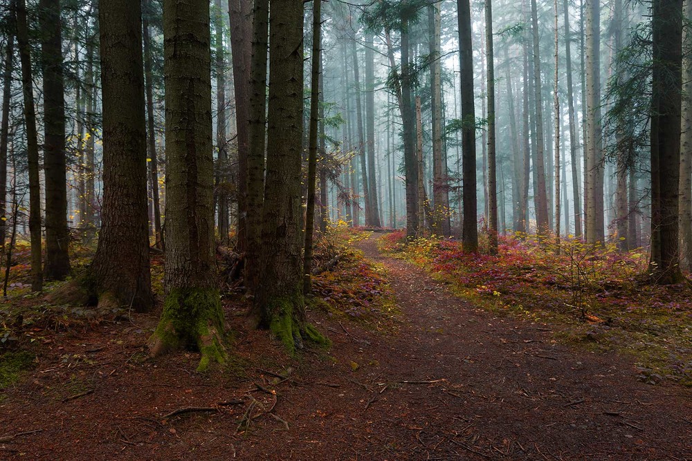Фотографія ...лісова осінь... / Ігор Гвоздецький / photographers.ua