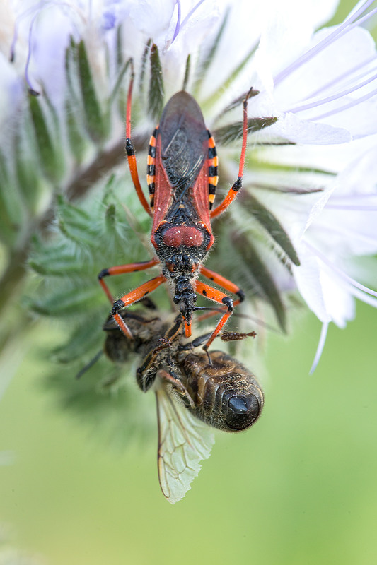 Фотографія Ринокорис червоний (Rhynocoris iracundus) із жертвою / Ігор Гвоздецький / photographers.ua