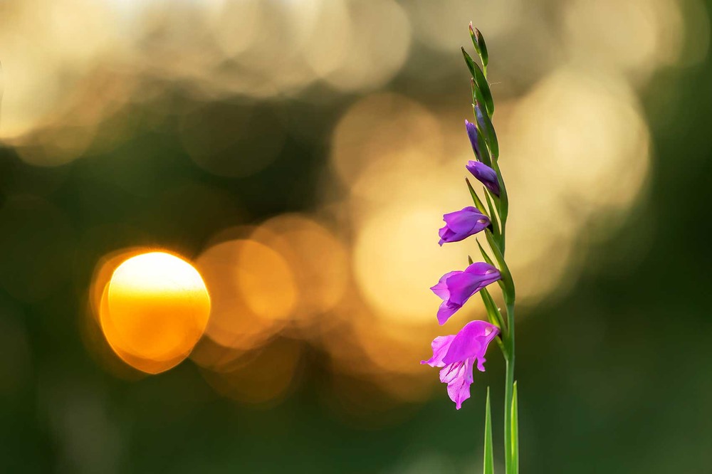 Фотографія Коса́рики черепи́часті (Gladiolus imbricatus) / Ігор Гвоздецький / photographers.ua
