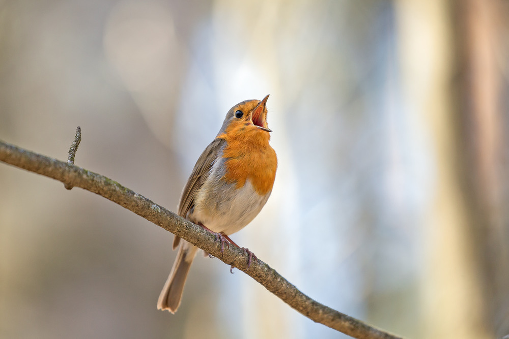 Фотографія Вільшанка - European robin (Erithacus rubecula) / Ігор Гвоздецький / photographers.ua
