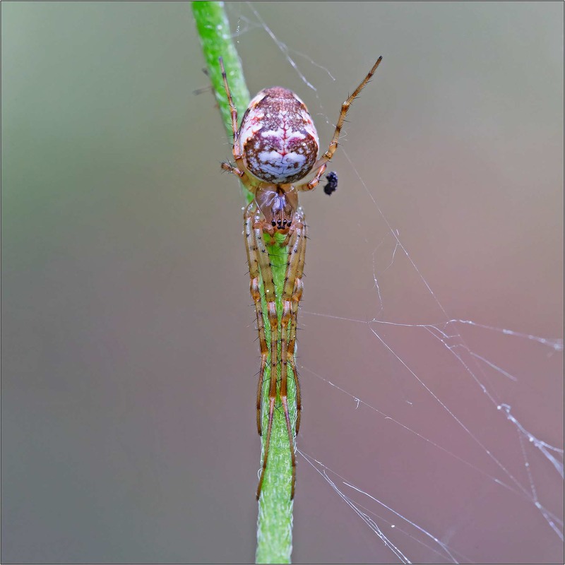 Фотографія Metellina mengei маленький павук родини Tetragnathidae. / Ігор Гвоздецький / photographers.ua