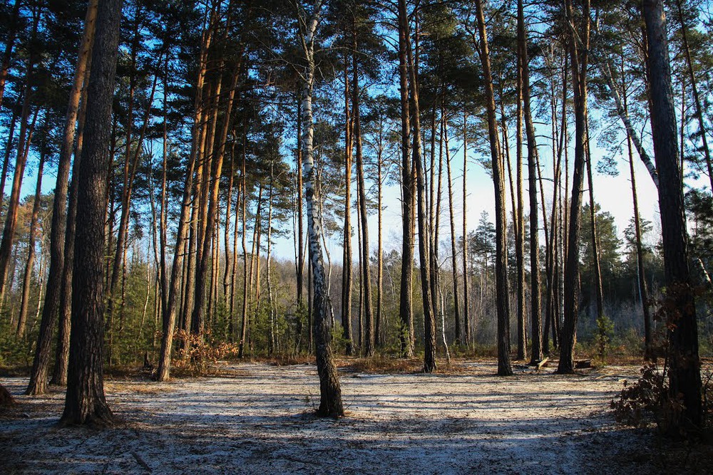 Фотографія Ранок у лісі / Erik Johansson / photographers.ua