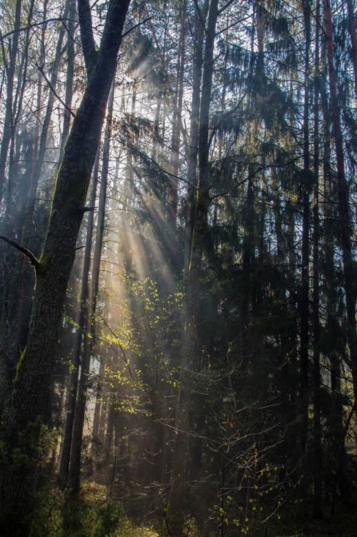 Фотографія Ранок у лісі... / Erik Johansson / photographers.ua