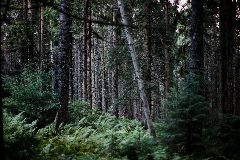 Фотографія Карпатський ліс / Erik Johansson / photographers.ua