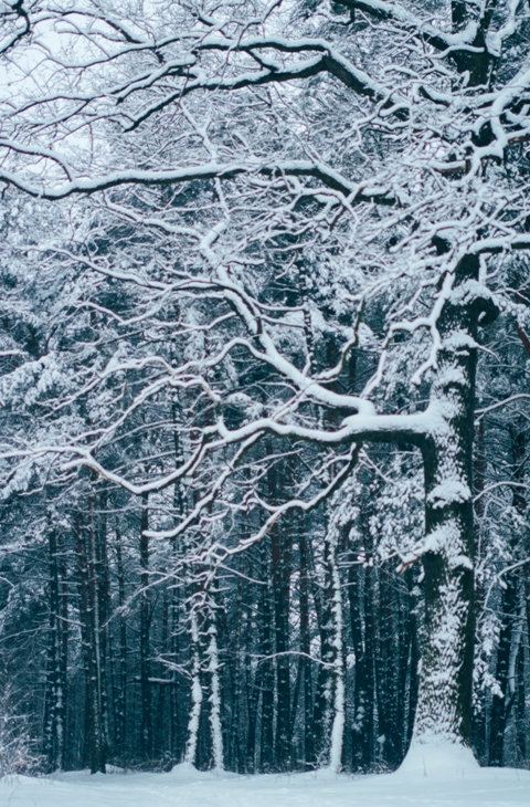 Фотографія Зима у лісі... / Erik Johansson / photographers.ua