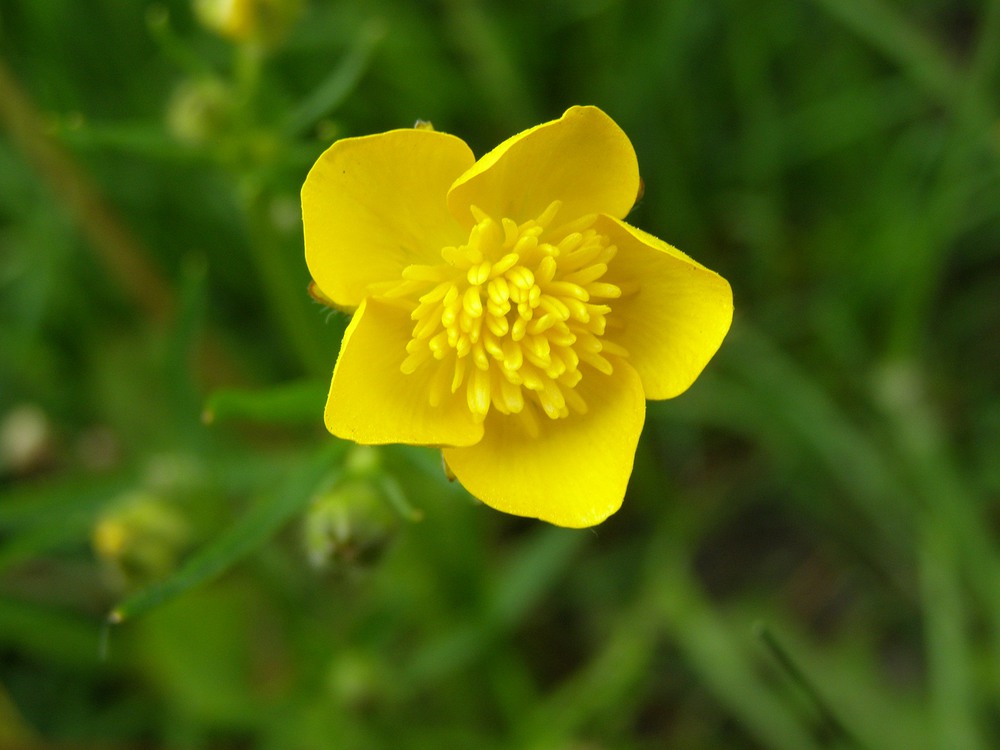 Фотографія Польова весняна квітка / FotoLife / photographers.ua