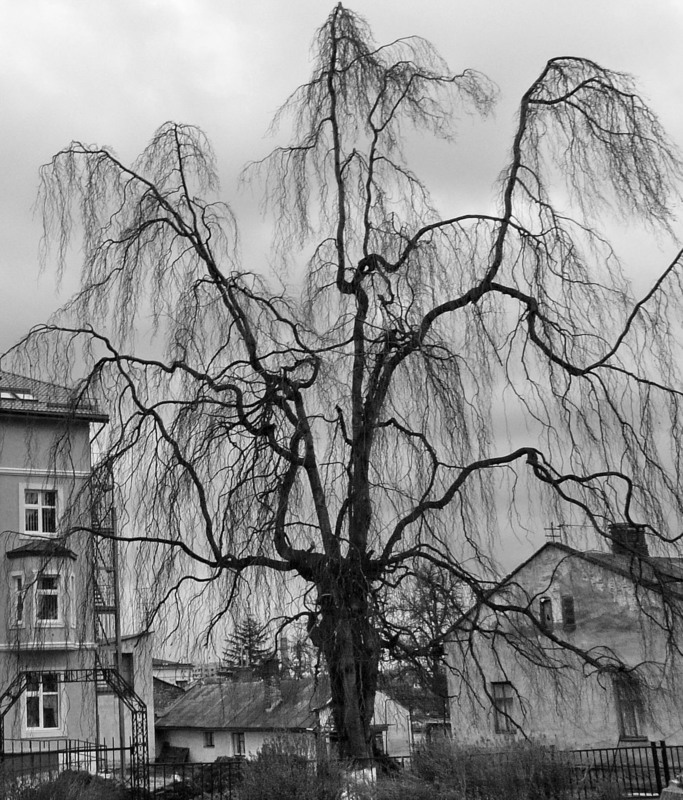 Фотографія Необычное дерево / Олег Сиренко / photographers.ua