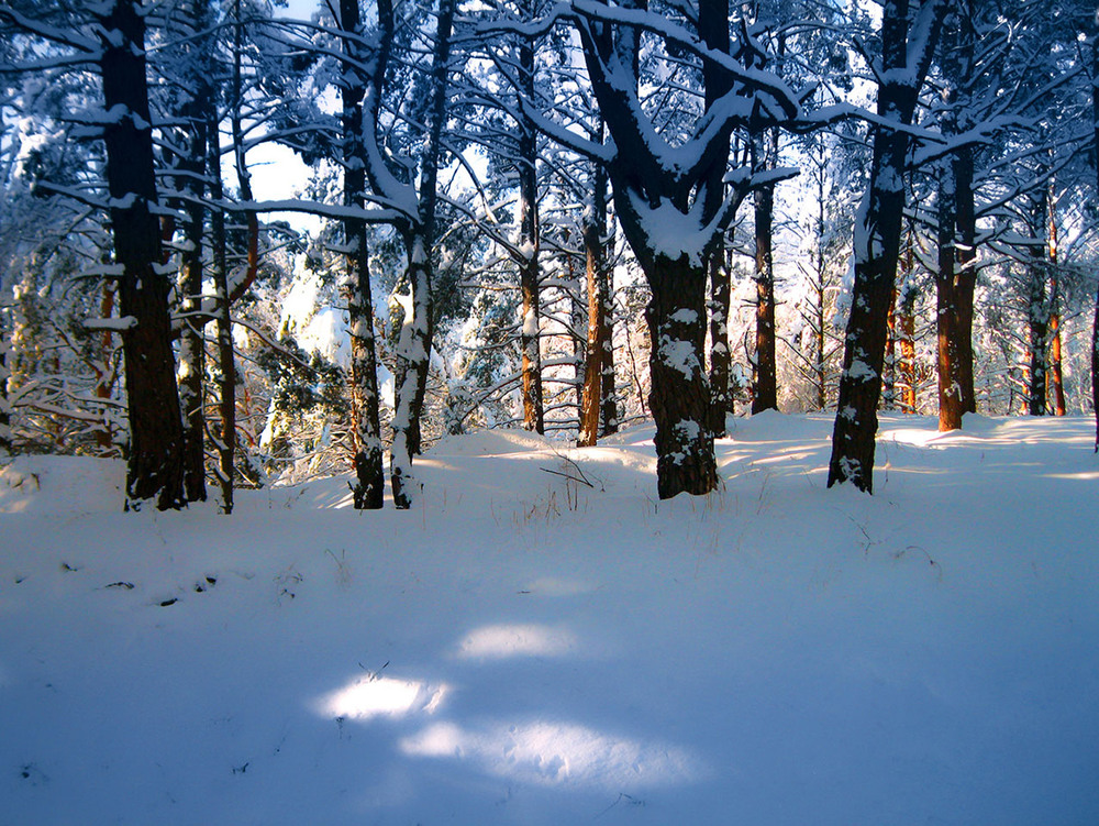 Фотографія В зимнем лесу. / Alexander Bogomazov / photographers.ua